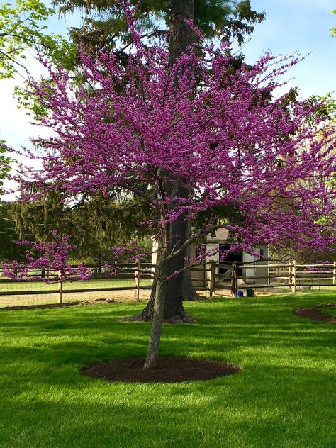 Eastern red bud tree adding  early spring color to the landscape. Patio House Ideas, Eastern Redbud Tree, Spring Landscaping, Eastern Redbud, Flower Garden Plans, Diy Backyard Patio, Redbud Tree, Beautiful Backyards, Backyard Makeover