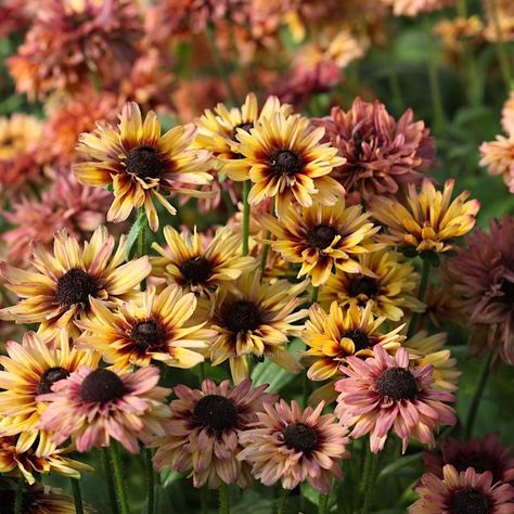 ‪Rudbeckia hirta ‘Sahara’ 💛🧡 ‬ ‪Beautiful or what? We have some friends that grow these plants. Next year we definitely going to have this… Rudbeckia Sahara, Rudbeckia Hirta, Some Friends, Cottage Garden, Dahlia, Garden Art, Cottage, Plants, Flowers