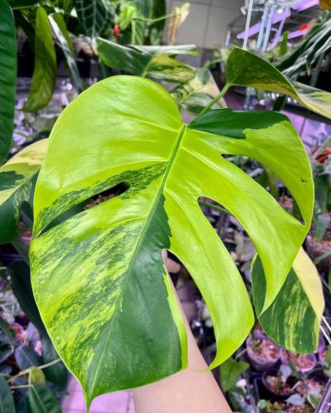 Paper Crane Nursery on Instagram: "⚡️Monstera Aurea ⚡️ The newly emergent leaves start out with lime green variegation and then harden off to yellow. ✨ #monsteraaurea #monsteraaureavariegata #variegatedmonstera" Monstera Aurea, Monstera Standleyana Aurea, Monstera Thai Constellation Care, Monstera Yellow Leaves, Monstera Aerial Roots, Monstera Mint Variegated, Greenhouse Plants, Balcony Plants, Plant Identification