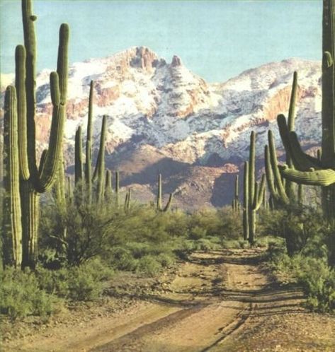 Desert Aesthetic, Desert Dream, Desert Life, Byron Bay Australia, Desert Vibes, Southwest Desert, Western Aesthetic, High Desert, Dirt Road