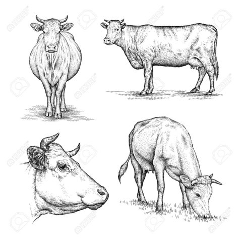 Milk Sketch, Cow Sketch, Cow Illustration, Cow Drawing, Linear Art, Pencil Drawings Of Animals, Cow Milk, Cow Art, Animal Sketches