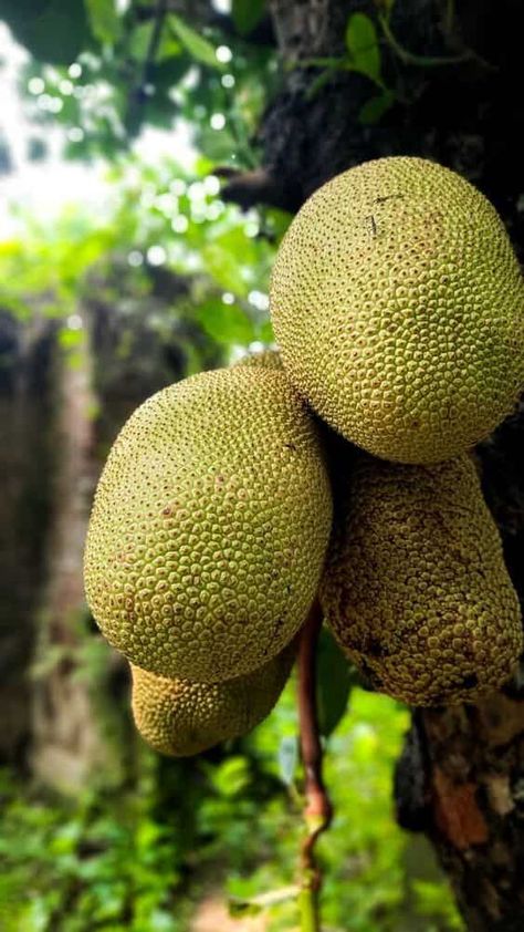 Bangladesh Scenery, Jackfruit Tree, Jack Fruit, Animal Print Background, Bracelets Easy, Print Background, Meat Substitutes, Diy Bracelets Easy, Stir Fries