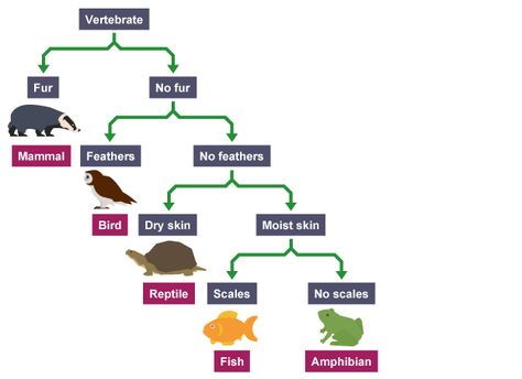 The Complete Guide to Dichotomous Keys (With Examples) | Edraw Ks2 Science, Gcse Biology, Reptile Scales, Dichotomous Key, Science Revision, Biology Revision, Animal Classification, Living Organisms, Biology Lessons