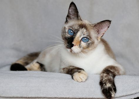 Cat Breeds Siamese, Colorpoint Shorthair, Colors Chart, Cat Reference, Cat Help, Cat Family, Domestic Cat, Cat Colors, Siamese Cats