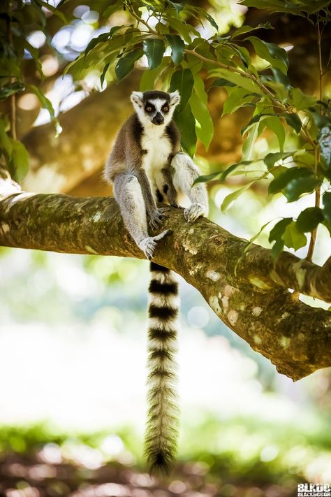 Madagascar Lemur, Wildlife Biologist, Rare Species, Old Trees, Planet Of The Apes, Animal Species, Tropical Rainforest, Southern Africa, Primates