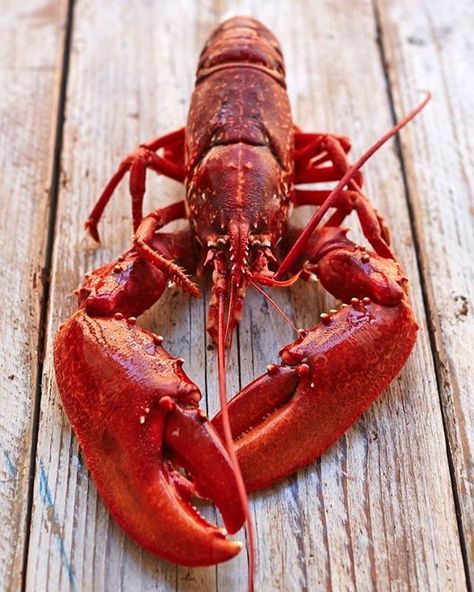 If lobster  aent so expensive I want a lobster dinner.  ##looksgood #hungyforlobster #garlicmeltedbutter Lobster Art, Live Lobster, How To Cook Liver, Lobster Dinner, Crab And Lobster, Lobster Recipes, Crustaceans, Restaurant Food, Fish And Seafood