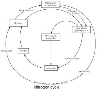 Notes of Ch 14 Natural Resources| Class 9th Science « Study Rankers Sulphur Cycle, Class 9 Notes, Nutrient Cycle, Trophic Level, Science Study, Nitrogen Fixation, Nitrogen Cycle, Carbon Cycle, Aquatic Ecosystem