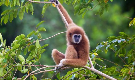 Check out the top national parks and wildlife sanctuaries in Nagaland to witness the rare flora and fauna of the region. #TravelIndia #WildLife Water Catchment, Monkey Wallpaper, Endangered Wildlife, George Sand, Pet Monkey, Cute Monkey, Wildlife Sanctuary, Phuket Thailand, Wildlife Conservation