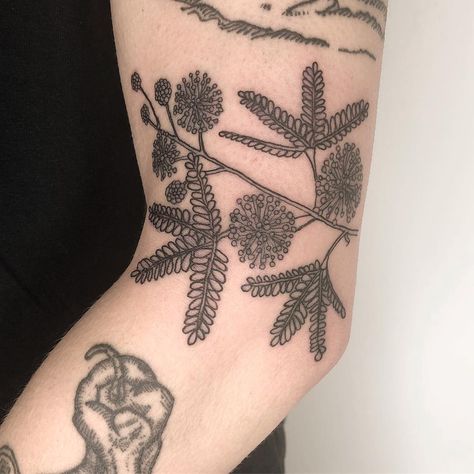 LydiaBestfootforward on Instagram: ““The sensitive plant,” Mimosa pudica for Malia, tucked in between some of my older pieces. #ilu #botanicaltattoo #portlandtattoo…” Sensitive Plant Tattoo, Mimosa Pudica Tattoo, Mimosa Tree Tattoo, Mimosa Flower Tattoo, Mimosa Plant, Tattoo 2022, Mimosa Pudica, Portland Tattoo, Mimosa Tree