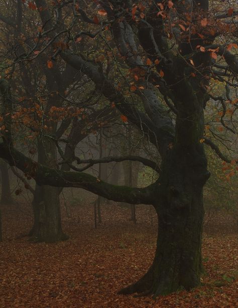 Taken whilst demonstrating 50mp cameras I thought it rude to compete with the clients so chose to use a 3mp Canon EOS D30 Autumn Reference Photo, November Photography, Spooky Landscape, Gothic Autumn, Mam Tor, Fall Woods, November Art, Derbyshire England, Samhain Halloween