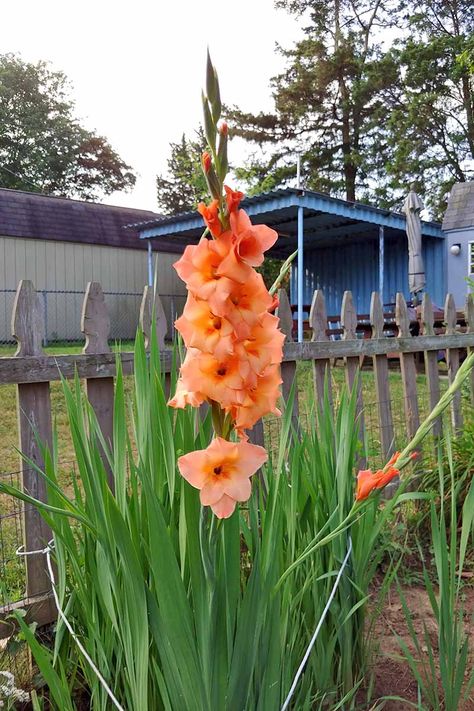 Gladiolus is a flowering perennial that grows from corms that readily naturalize providing colorful, ever-enlarging displays. Enjoy it as an annual in other zones, where it can be lifted for the winter. Learn how to cultivate this ornamental beauty in your garden now on Gardener's Path. #gladiolus #gardenerspath Gladioli In Pots, Gladiolus Flower Garden Ideas, Ground Orchids, Gladiolus Bulbs, Southern Things, Ghost Plant, Gladiolus Flower, Gladioli, Container Gardening Flowers