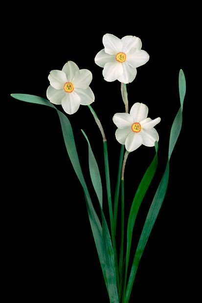 White Narcissus Narcissus Paperwhite, White Narcissus, Fiddlehead Ferns, Milkweed Seeds, Orchid Cactus, Early Spring Flowers, Still Life Fruit, Winter Flowers, Seed Pods