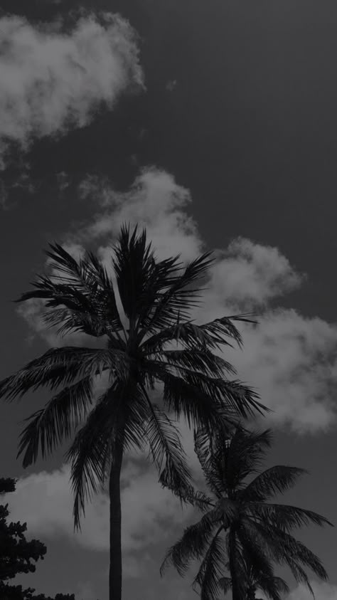 Iphone Background Art, Palm Tree Photography, Palm Trees Wallpaper, Tree Photography, Aesthetic Background, Phone Wallpaper Images, Minimalist Wallpaper, Black Aesthetic Wallpaper, Summer Wallpaper