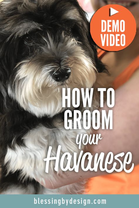 How to Groom Your Havanese Blessing by Design | Blog | Grooming Havanese Dogs, Havanese Grooming Styles, Havanese Haircuts Styles, Bichon Havanese, Havanese Dog, Havanese Dogs Haircuts, Havapoo Haircuts, How To Groom A Dog At Home, Havanese Dogs Full Grown