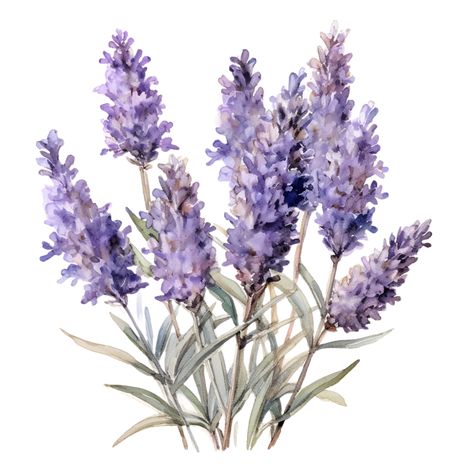 Lavender Aesthetic Flower, Lavender Plant Drawing, Lavender Flowers Bouquet, Lavender Drawing, Lavender Illustration, Fun Doodles, Wildflowers Watercolor, Lavender Art, Wild Lavender