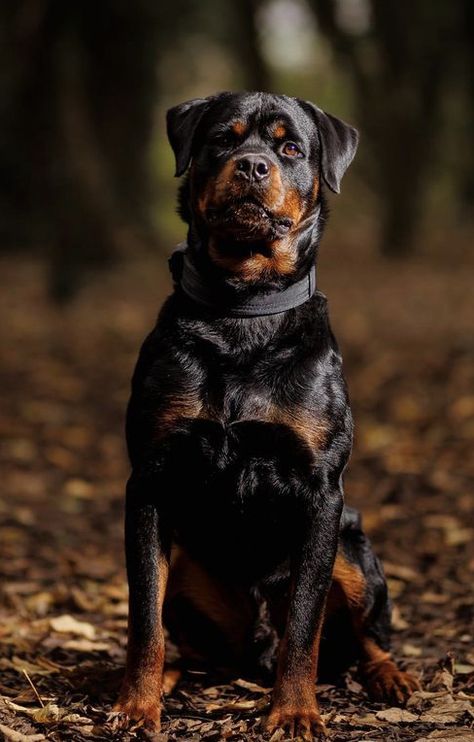 Rottweiler Aesthetic, Beautiful Pets, Rottweiler Breed, Chinese Wallpaper, Dream Dog, Rottweiler Dog, White Terrier, Large Dog Breeds, Pet Stuff