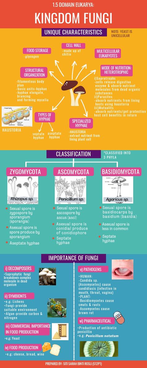 Fungi Notes Biology, Fungi Infographic, Fungi Diagram, Biological Classification Mind Map, Kingdom Fungi Notes Class 11, Kingdom Fungi Notes, Fungi Classification, Kingdom Plantae Notes, Mycology Study