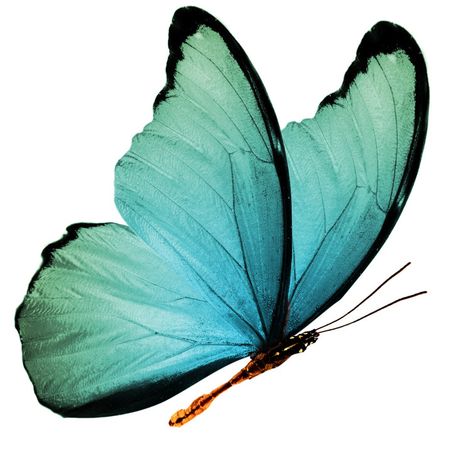 Fiorindo " Tropical Flying Butterfly " Print on Canvas Teal Butterfly Aesthetic, Butterflys Flying, Butterfly Illustration Art, Butterfly Reference, Butterfly On Canvas, Butterfly Tats, Colourful Nature, Single Artwork, Tropical Butterfly