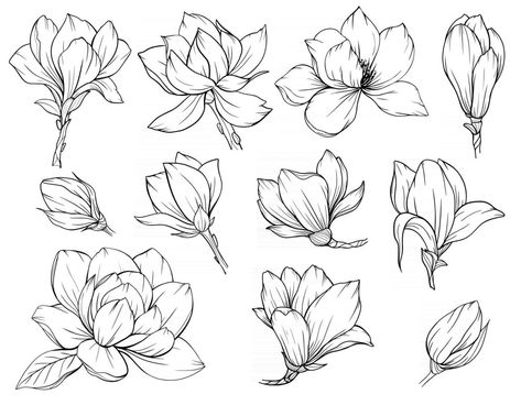 Daisies Line Art, Flower Bud Drawing, Pretty Flower Drawings, Orchid Line Drawing, Floral Outline Drawing, Magnolia Flower Drawing, Orchids Drawing, Flower Outline Drawing, Magnolia Drawing