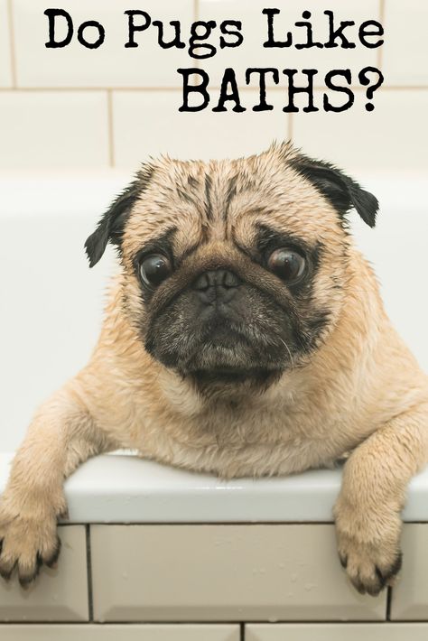 Pug Facts, Pug Meme, Train Dog, Dog Communication, Pug Tattoo, Jumping Dog, Pug Dogs, Baby Pugs, Pug Pictures