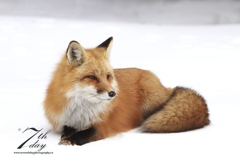 Red Fox by Chris MacDonald Seventh Day Photography Small Fox Tattoo, Fox In The Snow, Fox Photo, Fox Tattoo, Day Photography, Quiet Moments, Red Fox, Animals Images, The Snow