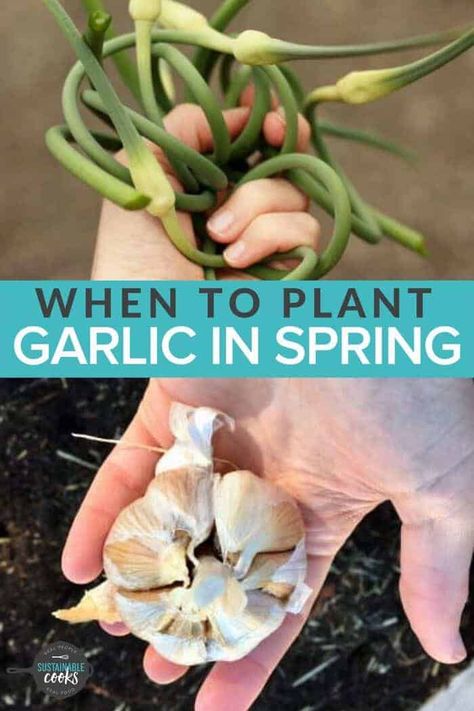 Homegrown garlic is one of the easiest things to grow in a vegetable garden. Learn all the tips you need to know how to plant garlic in fall or spring. #sustainablecooks #howtoplantgarlic #growinggarlic #garlic #gardening #homegrown Garlic Gardening, How To Plant Garlic, Spring Garlic, Plant Garlic, Grow Garlic, Indoor Vegetables, Planting Garlic, Vertical Vegetable Garden, Growing Garlic