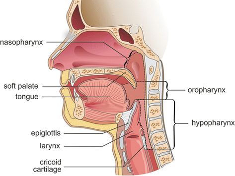 Barium Swallow, Soft Palate, Speech Language Pathologists, Speech And Language, Anatomy, Medicine, Health