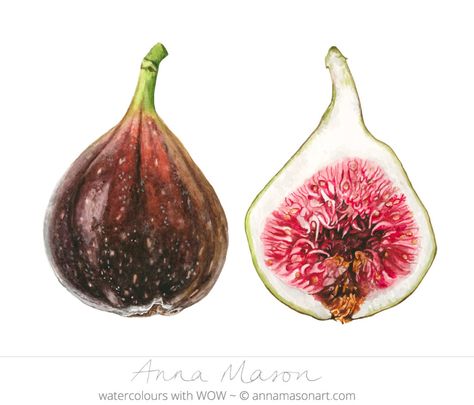 Anna Mason, Vegetable Painting, Art Kawaii, Watercolor Fruit, Fruit Painting, Watercolor Flowers Paintings, Botanical Painting, Botanical Watercolor, Botanical Drawings