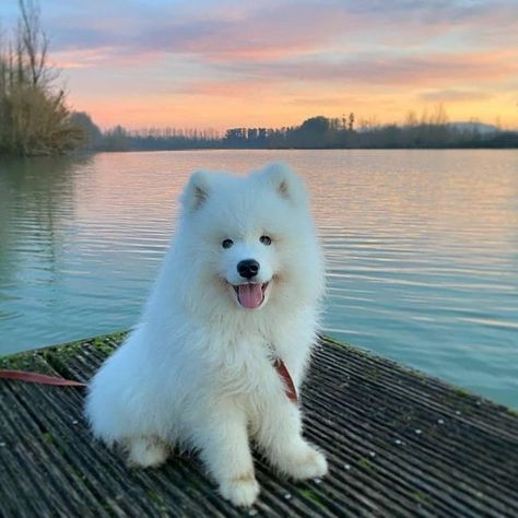 #chien #chiens #chiot #chiots #doggy #amourdechien #viedechien #chiendrôle #chiendrole #chiotdrole #chienmarrant #chiotdrôle #chiotmignon #chienmignon #chiensamoyede #samoyède #samoyede #chiotsamoyède Dogs Samoyed, Cute Husky Puppies, Army Dogs, Samoyed Dog, Samoyed Puppy, Samoyed Dogs, Siberian Husky Puppies, Caption This, Puppies And Kitties