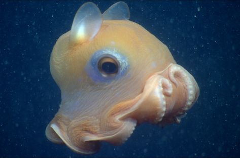 Flapjack octopus - MBARI Octopus For Kids, Aesthetic Seafood, Flapjack Octopus, Octopus Facts, Octopus Pictures, Dumbo Octopus, 10 Fun Facts, Octopus Painting, Tattoo Nature