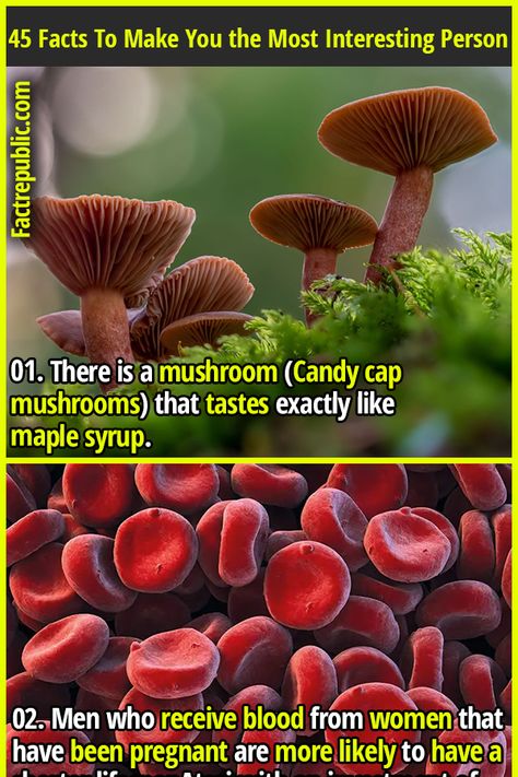 Weird Facts Mind Blown, Maple Syrup Candy, All World Flags, Fun Facts Mind Blown, Fact Republic, World Flags, Life Hacks Websites, Did You Know Facts, Fact Sheet