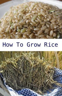 How To Grow Rice In Your Garden...http://homestead-and-survival.com/how-to-grow-rice-in-your-garden/ Garden Hardscape, Growing Rice, Herbs Growing, Garden Notes, Garden Sanctuary, Veggie Gardens, Gardening Projects, Garden Growing, Homestead Gardens