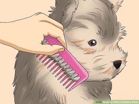 Simple Ways to Trim a Yorkie's Face: 12 Steps (with Pictures) Yorkie Puppy Haircuts, Yorkie Puppy Cut, Grooming Yorkies, Yorkie Puppy Care, Yorkie Hair, Yorkshire Terrier Grooming, Yorkie Cuts, York Terrier, Yorkie Hairstyles