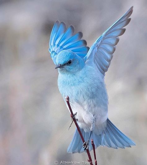 ?🌿CONGRATULATIONS🍀 ................................................................ 🐦🐦Mountain Bluebird Mountain Blue Bird, Mountain Bluebird, Amazing Birds, Blue Birds, Exotic Birds, Pretty Birds, Colorful Birds, For The Birds, Little Birds