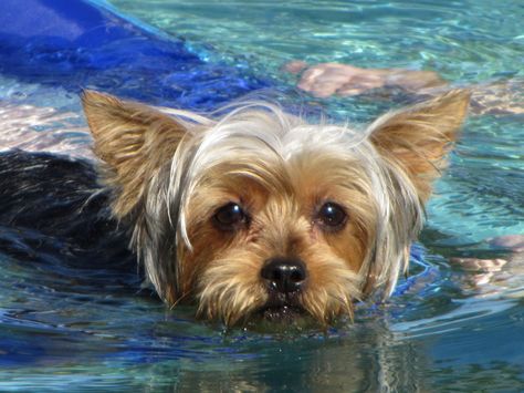 My Belle Swimming in Florida! Yorkie Haircuts, Teacup Yorkie Puppy, Yorkie Moms, Yorkie Terrier, Yorkie Lovers, Silky Terrier, Teacup Yorkie, Yorkie Dogs, Yorkshire Terrier Puppies