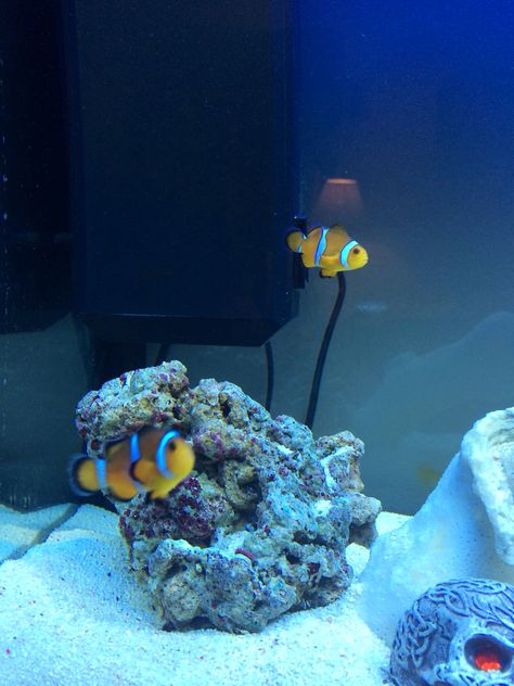 Clown fish Clown Fish Tank, Marine Fish Tanks, Pinterest Predicts, Saltwater Fish Tanks, 2024 Ideas, Saltwater Fish, Marine Fish, Fish Tanks, Clown Fish