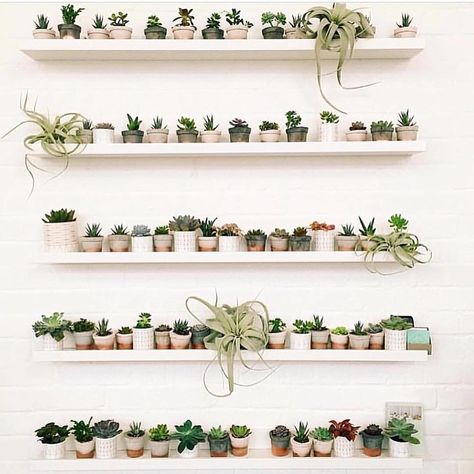 Shelfie envy, inspired by UK-based stylists @geo_fleur (shop their air-purifying collection at Geo-Fleur). Kaktus Dan Sukulen, Cactus Planta, Bedroom Plants, Cactus Y Suculentas, Plant Shelves, Ikea Hacks, Plant Wall, Succulents Garden, Cacti And Succulents