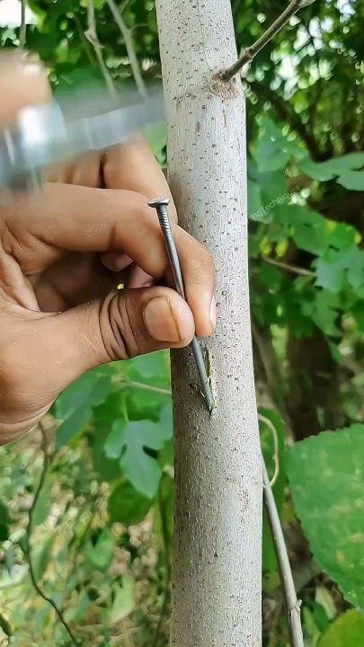 Diy Tools Woodworking, Tree Grafting, Grafting Plants, Growing Fruit Trees, Bulldog Breeds, Small House Floor Plans, Front Door Design, Growing Fruit, Fruit Garden