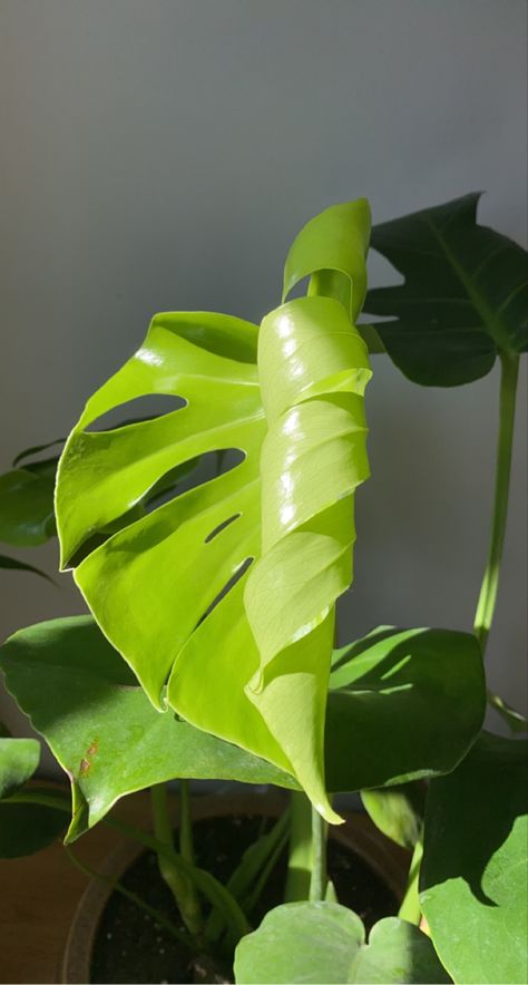 Monstera Deliciosa Aesthetic, Big Leaf Plants Outdoor, Monstera Photography, Plant Aesthetics, Big Leaf Plants, Plants Are Friends, Parametric Architecture, Miniature Plants, Plant Photography