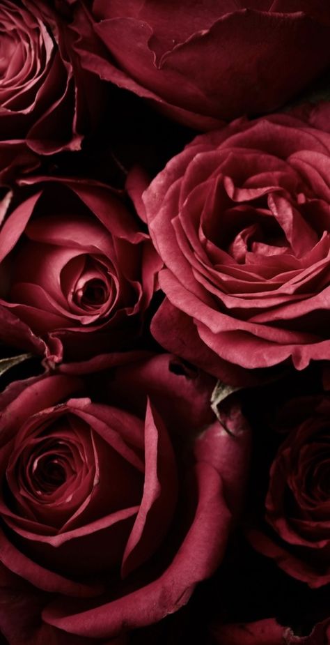 Viva Magenta Aesthetic, Flower Bouquet Wallpaper, Magenta Aesthetic, Red Roses Background, Bouquet Wallpaper, Rose Flower Bouquet, Flower Background Design, Dark Red Wallpaper, Virtual Flowers