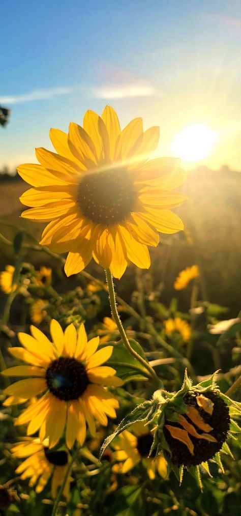 Iphone 7 Plus Wallpaper, Growing Sunflowers, Sunrise Wallpaper, Female Face Drawing, Sunrise Pictures, Sunflower Pictures, Sunflower Wallpaper, Iphone Wallpaper Pattern, Morning Sunrise