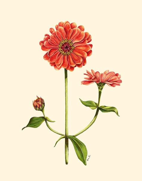 Zinnia Flower Sketch, Zinnia Botanical Illustration, Zinnia Line Drawing, Zinnia Drawing Simple, Zinnia Illustration, Zinnia Flowers Tattoo, Zinnia Flowers Drawing, Zinnia Drawing, Zinnia Watercolor