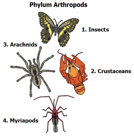 Igcse Biology, Horseshoe Crab, Biology Notes, Medical Anatomy, Animal Groups, Arthropods, Crustaceans, Arachnids, Zoology