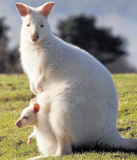 Albino wallabies are incredibly beautiful! Melanistic Animals, Albino Animals, Safari Park, Wild Creatures, Rare Animals, Australian Animals, Animals Of The World, Animal Planet, Zebras