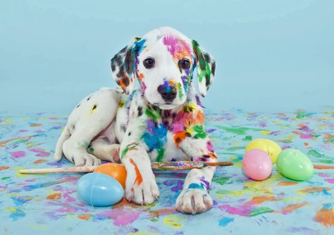 Color full cute Dalmatian puppy dog, Easter egg style - cute Dalmatian puppy with Easter paints, painting everything in sight. #dog #dogs #photography #picture #DogsInPictures #Dalmatian #puppy #color #Easter #holiday Puppy Photography, Dog Wall Decor, Easter Dog, Dalmatian Puppy, Puppy Photos, Dog Wall Art, Puppies Funny, Dog Boarding, Animal Posters