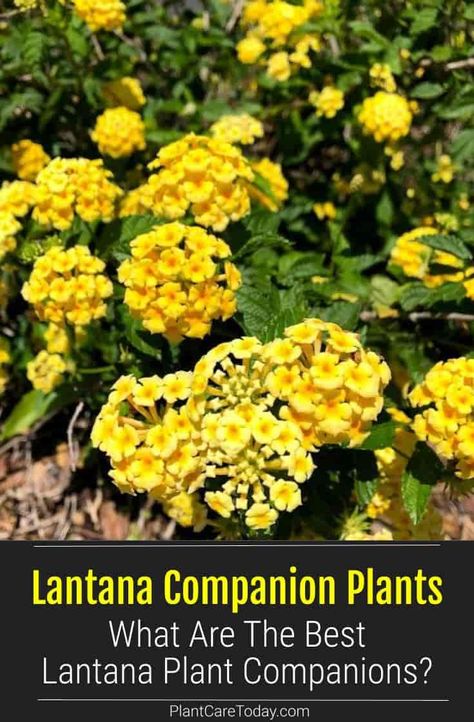 Lantana are great plants to attract to birds, butterflies, and hummingbirds to your garden. Here are the best lantana companions for colorful masses of flowers. Lantana Planters, Lantana Landscaping Front Yards, Lantana Landscaping, Lantana Flowers In Pots, Lantana Garden Flower Beds, Common Lantana, Texas Lantana, Lantana Bush, Lantana Companion Plants