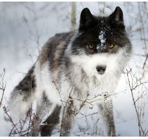 Wolf With Blue Eyes, Wolf Husky, Wolf Images, Wolf Photography, Wolf Photos, Wolf Spirit Animal, Wolf Love, Wild Wolf, Wolf Pictures