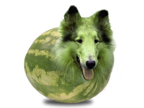 Meloncollie Melon Collie, Clean Puns, Rough Collies, Classic Comedies, Rough Collie, Melon, Amazing Art, Funny, Animals