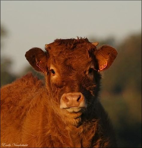 Limousin Calf Limousin Cattle, Beef Cattle, Cow Calf, Dairy Cows, Limousin, Animal Friends, Cute Cows, Farm Yard, Art Reference Photos