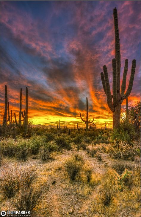 Saguaro HDR - www.facebook.com/senaparkerphotography  Very rarely do I combine my bracketed exposures into an HDR image. I decided to blend these 3 just for fun but am not sure how I feel about it. I like it, and I don't. What do you think? What would you change? Comments are appreciated!  #arizona #arizona highways #bracketed #cactus #clouds #desert #exposure #hdr #high dynamic range #landscapes #sky #sunset #tucson Utah Scenery, Western Nature, Hdr Images, Desert Scenes, Walkway Landscaping, Arizona Sunset, Driveway Landscaping, Landscape Edging, Hdr Photography